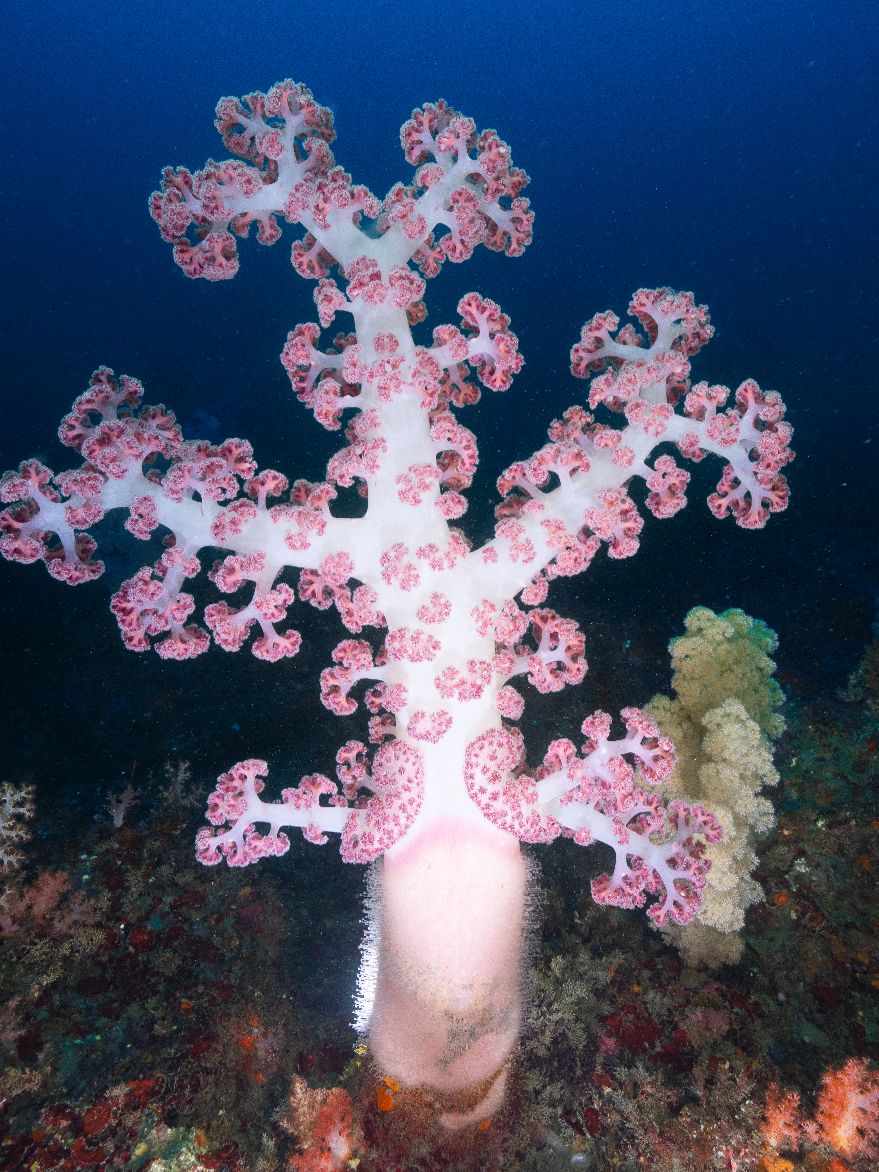 눈꽃정원 썸네일